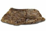Fossil Dinosaur Bone Section - Wyoming #330999-1